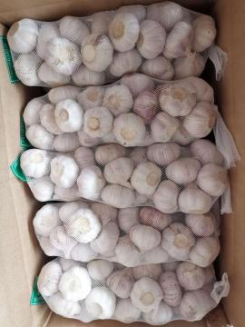 Where can buy garlic