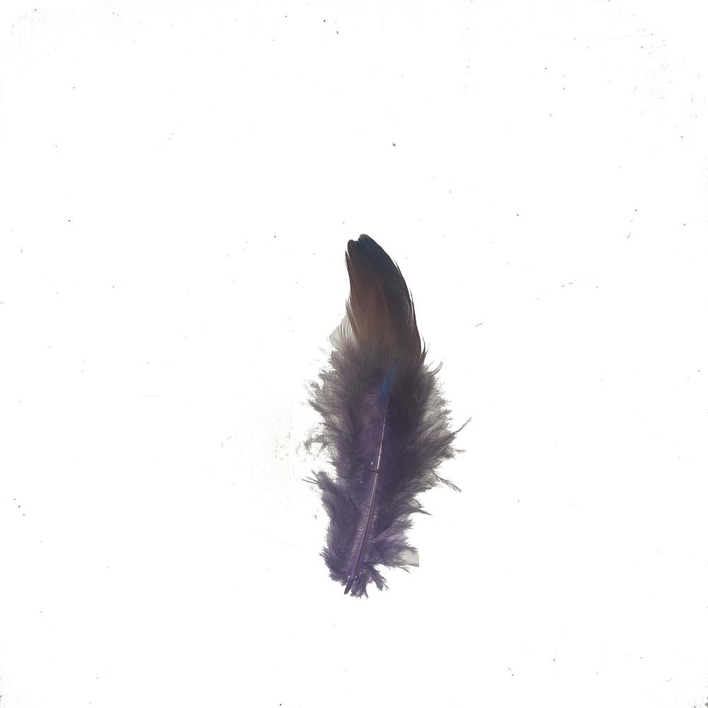 Purple Pheasant Feather