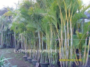 Chrysalidocarpus lutesens