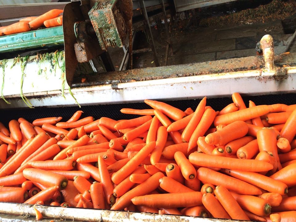 fresh shandong carrot 