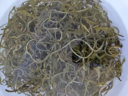 seaweed sun dried kelp new season