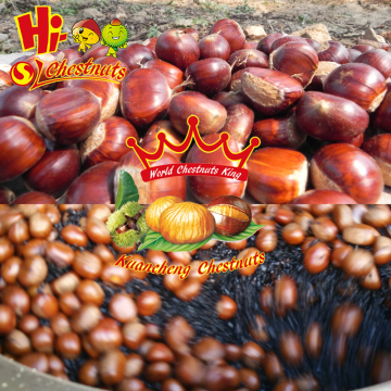 New Crop Bulk Chinese Chestnuts Wholesale Castanea Sativa