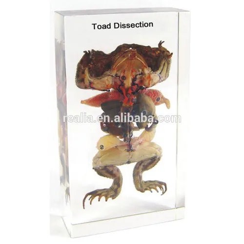 Toad Dissection Embedded Biological Specimens, High Quality Toad