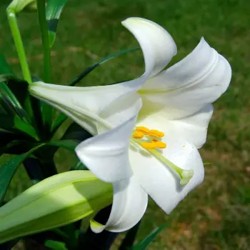 Concentrated Lily fragrance oil Bulk Wholesale Long Lasting Fragrance Oil For Soap Candle Shampoo Perfume Making