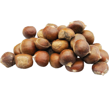 Fresh Chestnuts Seasonal Nuts for Retail Bulk
