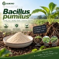 مسحوق بروبيوتيك Bacillus pumilus