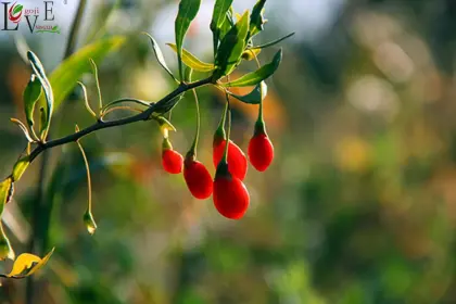 Non GMO Superfood Goji Berries