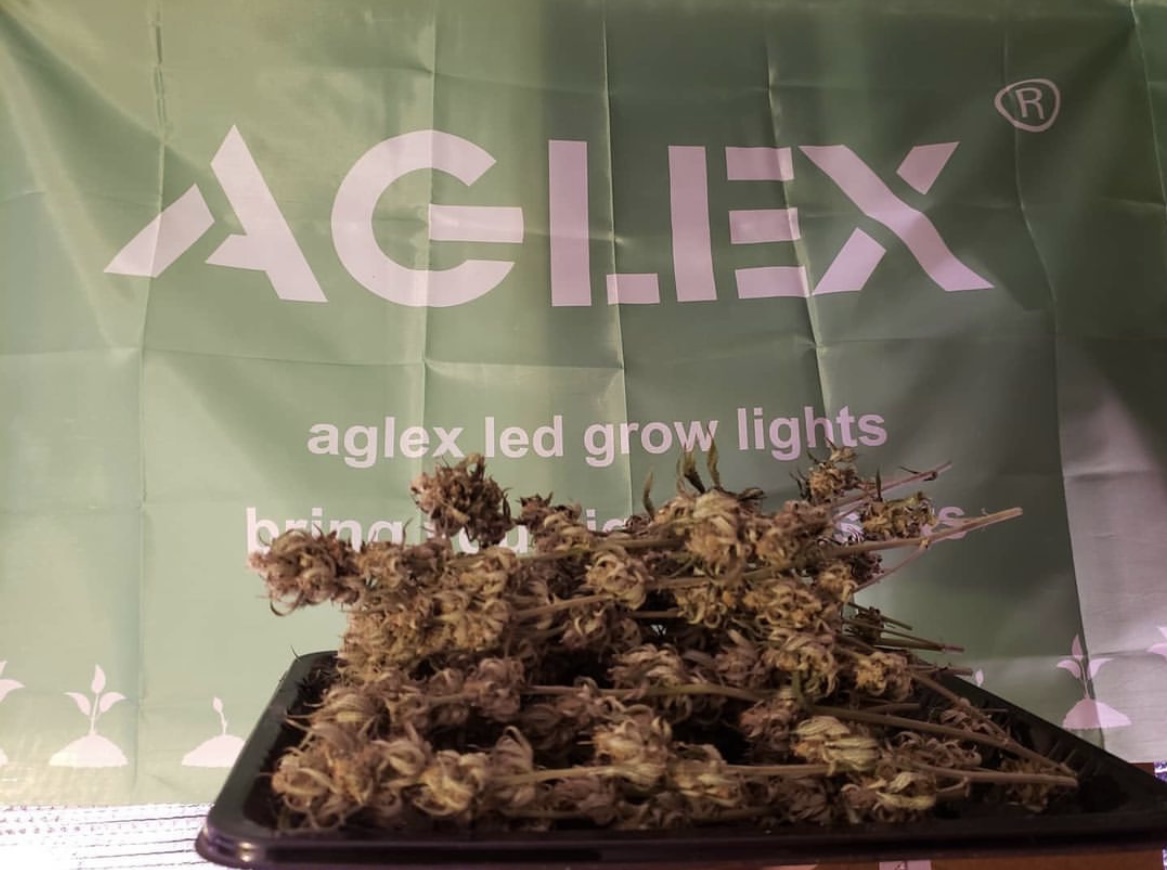 aglex led grow light for marijuana