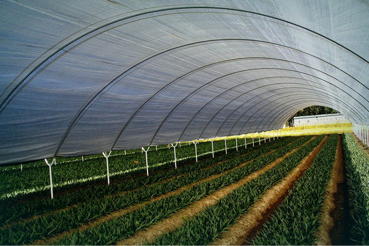 Single Span Greenhouse