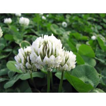 Touchhealthy Supply white clover seeds