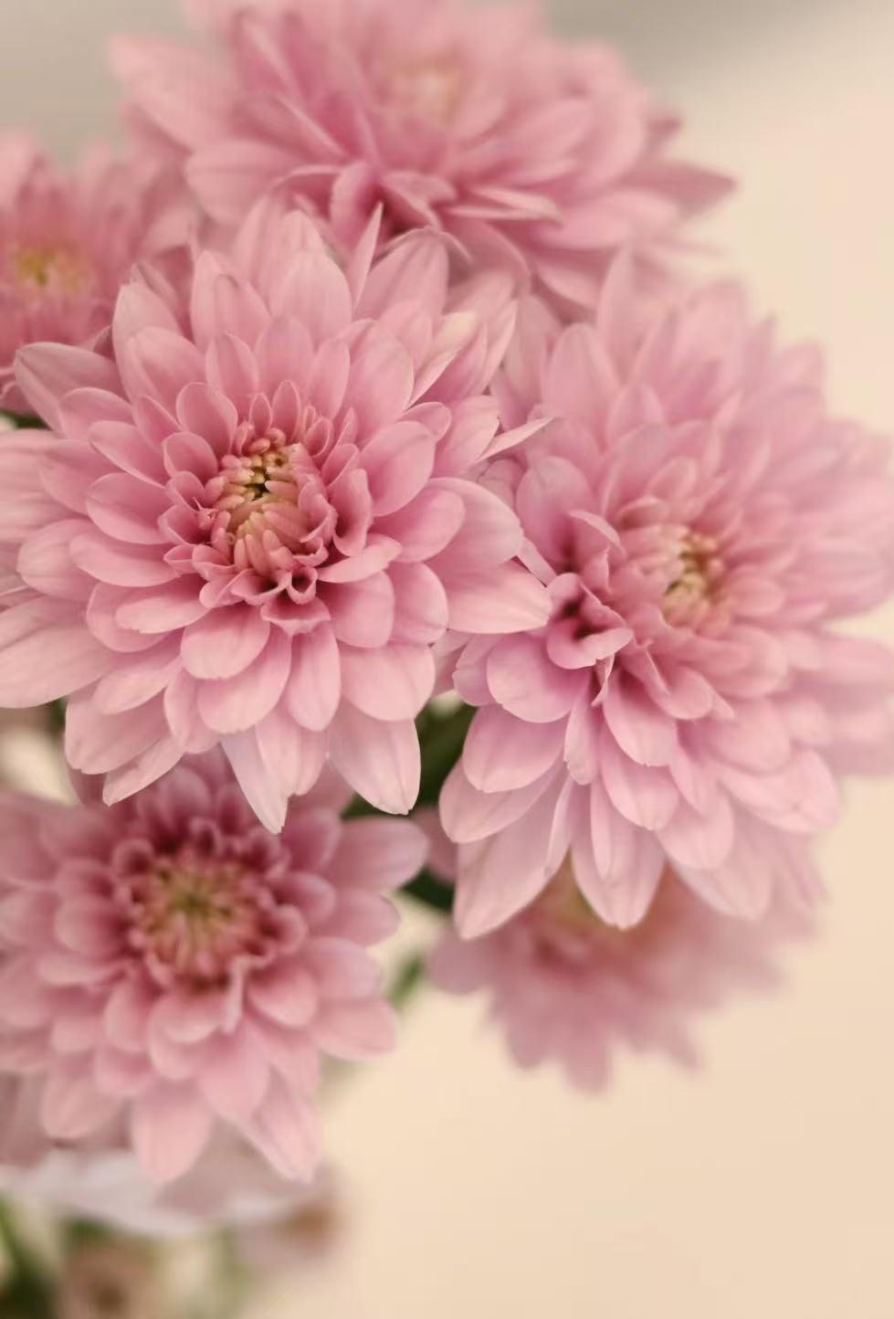 Seoul pink chrysanthemum