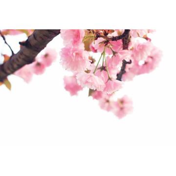 100% pure natural organic cherry blossom oil