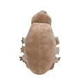 Marine creature water bear worm plush toy