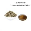 Tribulus Terrestris Extract Saponins 98% Protodioscin 40%