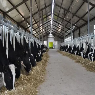 steel frame cow sheds 
