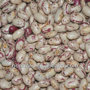 New crop chinese Light speckled kidney bean,American type