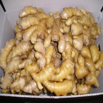 Chinese Fresh Ginger for Exporting