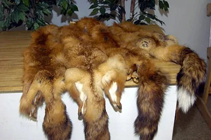 Red Fox Pelts