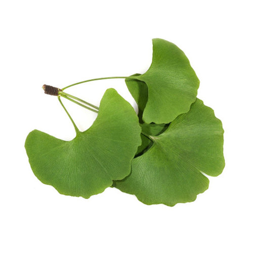 extracto de ginkgo biloba orgánico 100% puro