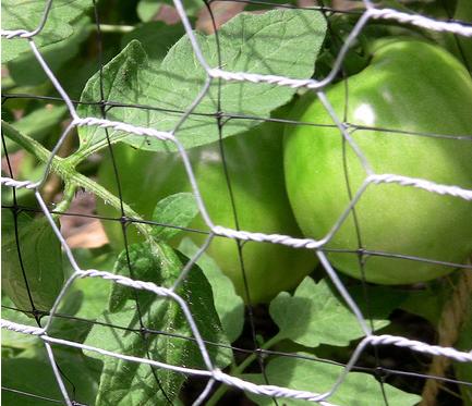 galvanized hexagonal wire mesh