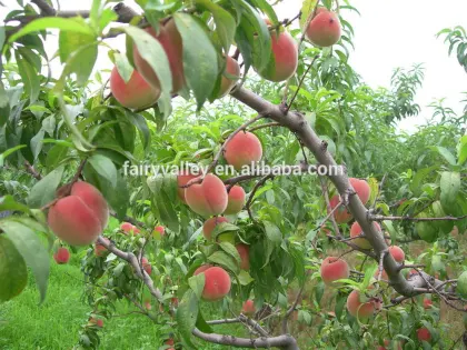 Fruit Tree Seeds Big Sweet Peach Seeds For Planting
