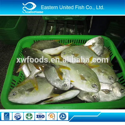 seafood export frozen whole golden pomfret