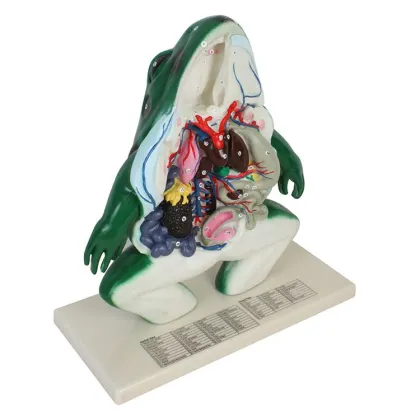 Comprehensive School Education: Large-Scale Frog Dissection Aids & Detailed Biology Models for Teaching