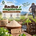 مسحوق بروبيوتيك Bacillus megaterium للأسمدة الحيوية التي تذوب الفوسفات