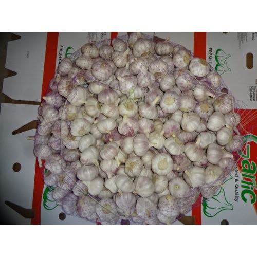 High Quality Normal White Garlic 2020