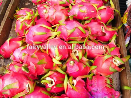 Planting White Red dragon fruit seeds/Pitaya cactus seeds/Thai dragon fruit seeds/pitaya dragon fruit seeds