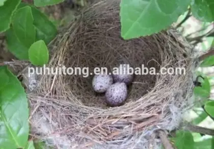 Bird nest pocket
