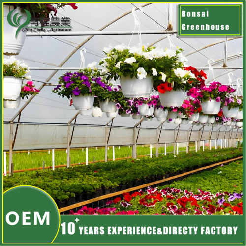 Цяпліца Бонсай для догляду за пакаёвымі раслінамі