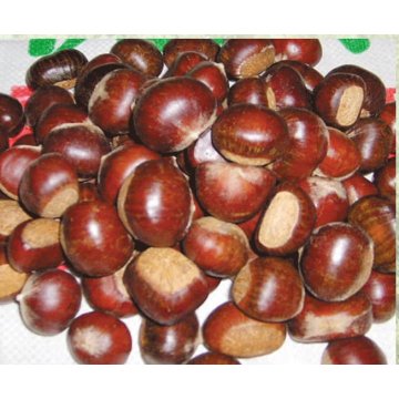 fresh chestnuts