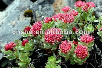 Rhodiola rosea Extract/Powder