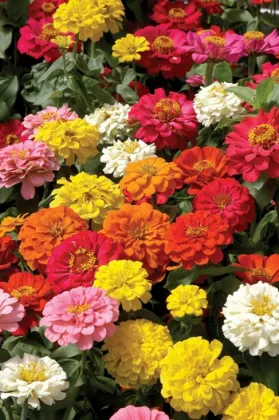 Chinese Beautiful Zinnia Flower Seeds