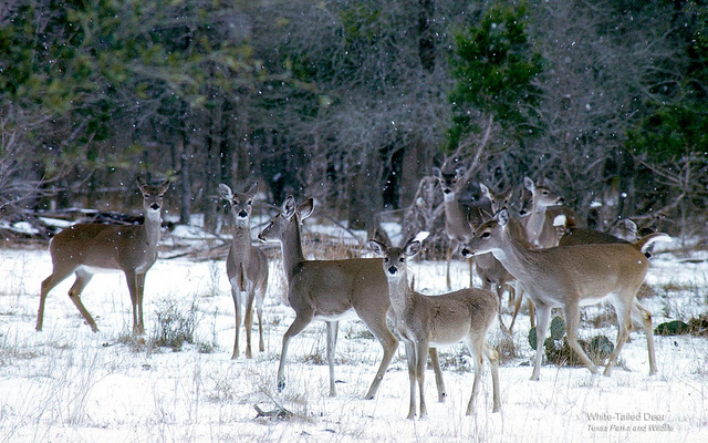 whitetails_snow