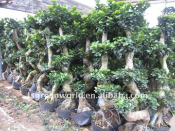 Ficus project garden bonsai