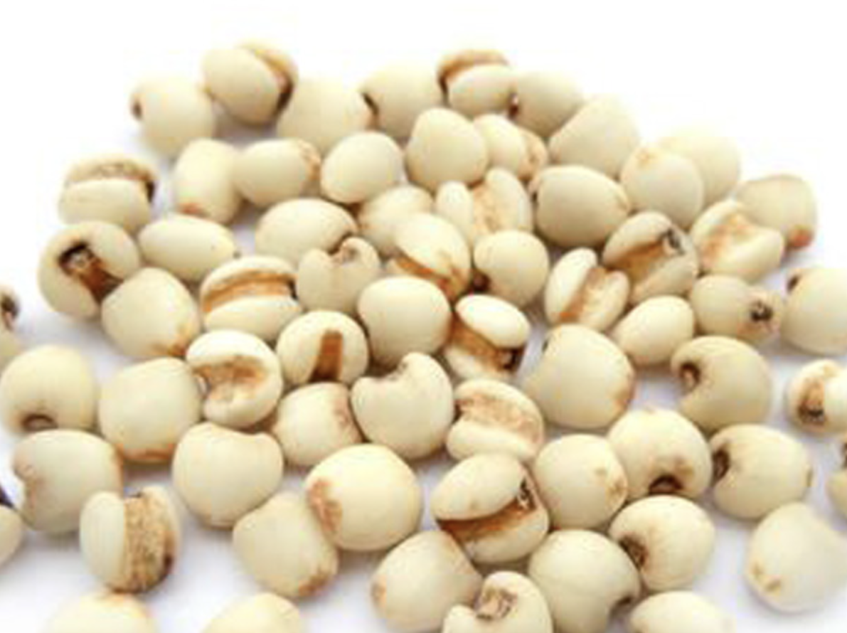 Coix Seed Extract Manufacturer