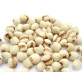 مورد مسحوق مستخلص بذور Coix الطبيعي