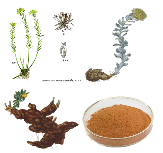 Rhodiola Rosea Extract 1