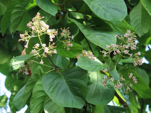 Cinchona Rindenpulver Cinchona Bark powder