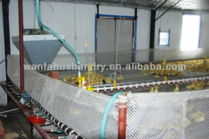 automatic duck equipment for farming