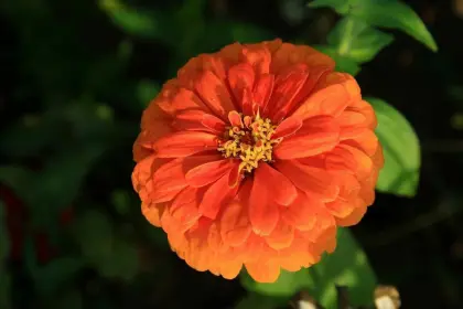 Chinese Beautiful Zinnia Flower Seeds