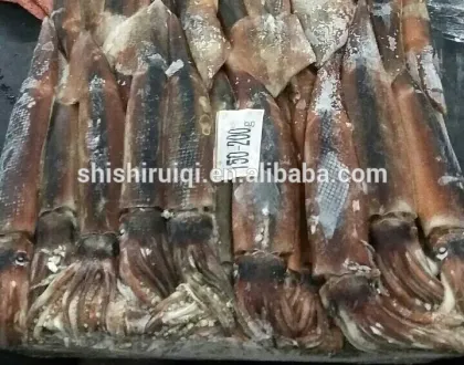sea frozen illex squid