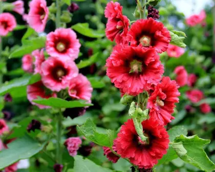 Marshmallow extract plant extract