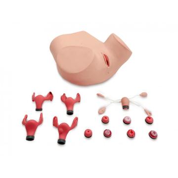 Advanced gynecological examination model