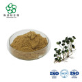 Natural Hydrocotyle Asiatica Extract Asiaticoside