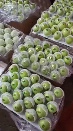 Orgin fresh Green Granny Smith apples