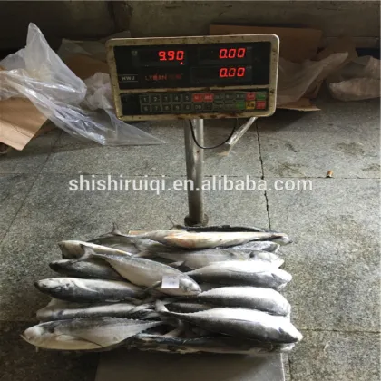 Fish torpedo scad frozen horse mackerel torpedo scad fish