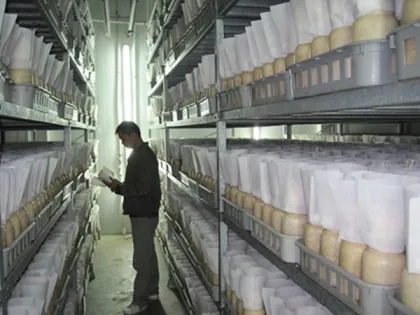 Enoki Mushroom Growing Chamber / Mushroom Growing room